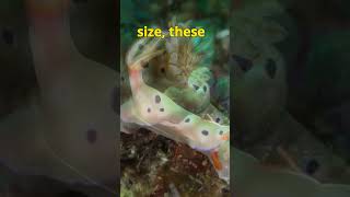 Dancing Nudibranchs Underwater Ballet of Colorful Sea Slugs [upl. by Aenal]