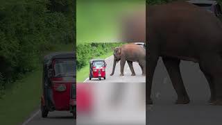 Drivers must be cautious as wild elephants can charge unexpectedly elephanthabitat [upl. by Aikas]