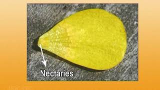 Taxonomy and diversity of Ranunculaceae [upl. by Howe]