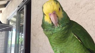 Amazon parrot talking like no other parrot [upl. by Koblas475]