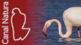 Flamenco común Phoenicopterus roseus Greater Flamingo 4K [upl. by Oirramed]