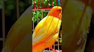 Beautiful canary songs canario canto [upl. by Sinnoda375]