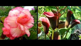 Overwintering Begonias amp Calla Lilies  easy guide [upl. by Zea]