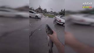 Raining fish in Iran what is the truth of the viral video [upl. by Androw706]