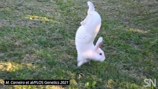 Watch a rabbit do a handstand  Science News [upl. by Frye311]