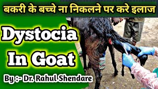 Dystocia in Goat  Treatment Dystocia in Goat  Sheep  बकरी का बच्चा ना निकलने पर पर करे इलाज [upl. by Gunther]