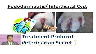 Pododermatitis  interdigital cyst treatment protocols [upl. by Airetnahs]