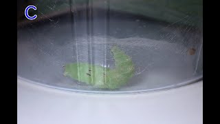 蛾の幼虫がサナギになるためにマユを作る～A moth larva makes a cocoon to become a pupa [upl. by Eet168]