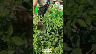 Pulla majiga and hinguva for chilli plants youtubeshorts shorts organicfarming [upl. by Eelarac]