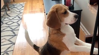 18 sounds a beagle makes in under 4 minutes [upl. by Lukas]