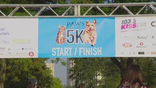 Pets pet lovers enjoy PAWS Chicago 5K WalkRun [upl. by Byrne300]