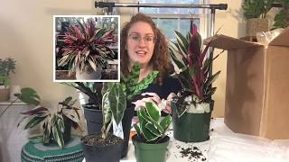 Hirt’s Gardens Houseplant Unboxing October 2019 [upl. by Nemraciram524]