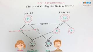 Sex Determination ICSE Class 10 Biology [upl. by Anavrin]