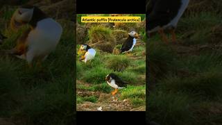 Atlantic puffin Fratercula arctica life birds beautiful puffins puffin [upl. by Grannia]