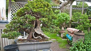 Taxuscuspidata  Japanese yew Bonsai Tree [upl. by Avan893]