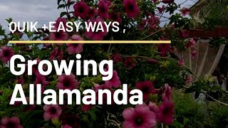 Easiest methods of growing Allamanda from cuttings  Plant care tips amp Allamanda plant pruning etc [upl. by Assenyl]