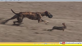 very fast greyhound chasing brown hares [upl. by Ogilvy]