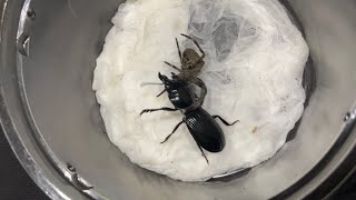 【異種格闘技戦】エジプトヒョウタンゴミムシvsオニグモ Ground beetle vs Orb weaver spider [upl. by Dalston]