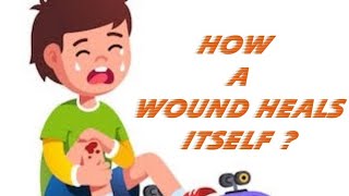 How a wound heals itself  Stages involved in healing of wound  Genius [upl. by Enilesoj]