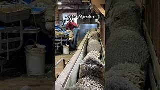 Crutching Big Merino EwesStud Ewes  sheep sheepfarming farming shearing [upl. by Eenhat]