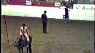 1984 Buckeye Sweepstakes Park Horse Championship [upl. by Rothstein]