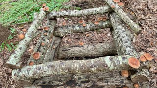 Harvesting Shiitake Mushrooms 🍄‍🟫🍄‍🟫 [upl. by Starkey]