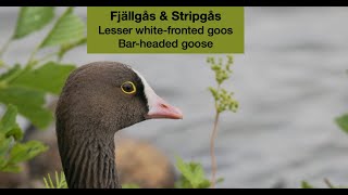 Lesser whitefronted goose and Barheaded goose  Fjällgås och Stripgås [upl. by Laveen]