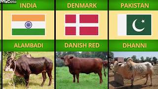 Cattle Breeds From Different Countries  Part 2 of 2 [upl. by Goldfarb483]