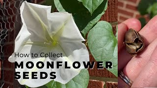 How to save moonflower seeds  Tropical White MorningGlory [upl. by Germann538]