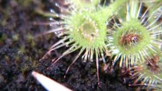 Drosera glanduligera snaptentacles [upl. by Ahsenre]