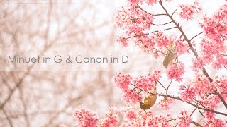 Minuet in G amp Canon in D  โต๋ Piano Cover [upl. by Jacinda]