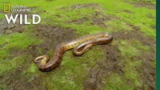 The Anaconda is a Heavyweight of Snakes  Nat Geo Wild [upl. by Sefton]