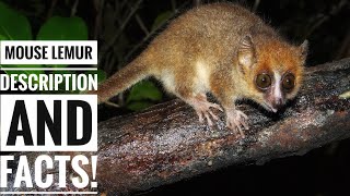 Mouse lemur  Description and Facts [upl. by Trinia]