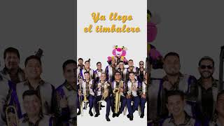 Escucha Timbalero shorts [upl. by Irmgard]