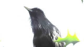 Sturnus unicolor  Estornino negro  Dark purple starling [upl. by Trembly]