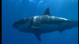 Alerta Tiburones  El Gran Tiburon Blanco  Documental  National Geographic [upl. by Tiffy]