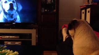 Budweisers lost dog commercial made my dog cry [upl. by Germin600]