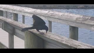 Floridas Boattailed Grackle 2 males singing [upl. by Letnahc]