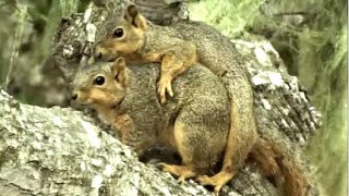 Fox Squirrels Mating [upl. by Bor]