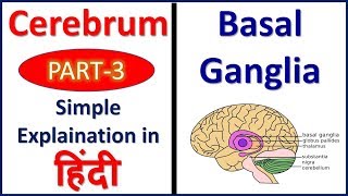 Basal Ganglia Cerebrum Part 3 Structure and Functions  Hindi Bhushan Science [upl. by Accem146]