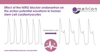 Effect of hERG blocker ondansetron on action potential waveform in human stem cell cardiomyocytes [upl. by Nailij150]