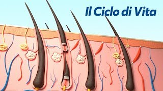 Il Ciclo di Vita del Capello [upl. by Bryn]