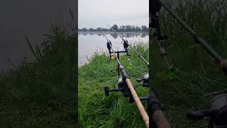 Fullrun action foryou love karpervissen peche running jhbaits carplife runvideo siren [upl. by Polik979]