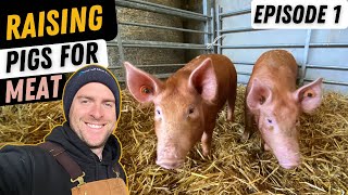 Basics Of Rearing Pigs Small Scale Pig Farming [upl. by Seta]