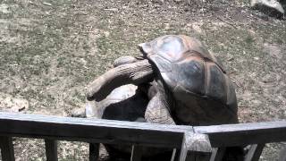 What does two tortoises having sex sound like [upl. by Axela956]