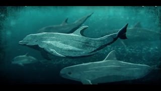 Souls of the Vermilion Sea Full Endangered Vaquita Documentary [upl. by Ynney]