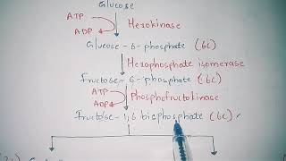 GLYCOLYSIS OR EMP PATHWAY BY PHANINDRA GUPTHA [upl. by Hoem643]