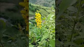 flowers of cordillera shorts shortvideo [upl. by Brook]