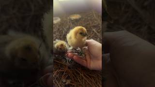 Silkie chicks one week old silkies silkiechicks babychicks [upl. by Aikahc309]