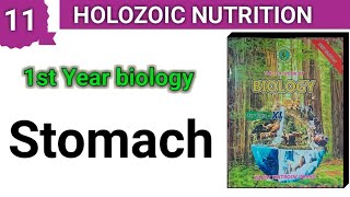 STOMACH  Holozoic Nutrition  1st year bio Chapter 11 [upl. by Atiuqes]